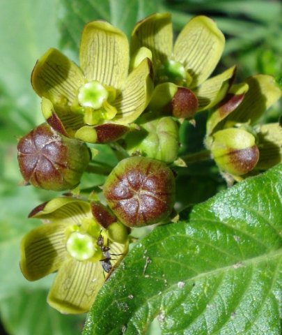 Schizoglossum hamatum buds browned